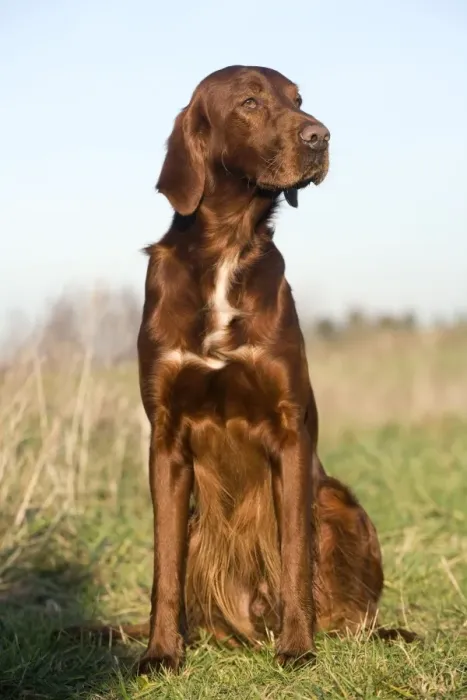 Framed Print : Dog - Red Setter / Irish Setter - sitting Framed Print : Dog - Red Setter / Irish Setter - sitting