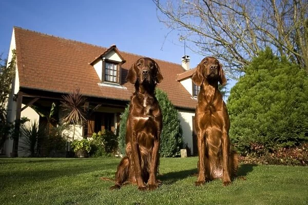Dog - Red Setter  /  Irish Setter - sitting in garden outside house