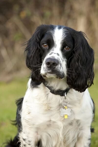 Dog - rescued Black and White Spaniel - Waterloo Kennels - Stoke Orchard - Cheltenham - UK