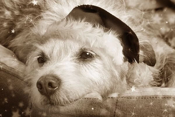 Dog - resting in bed Digital Manipulation: Hat (Su), sepia, stars