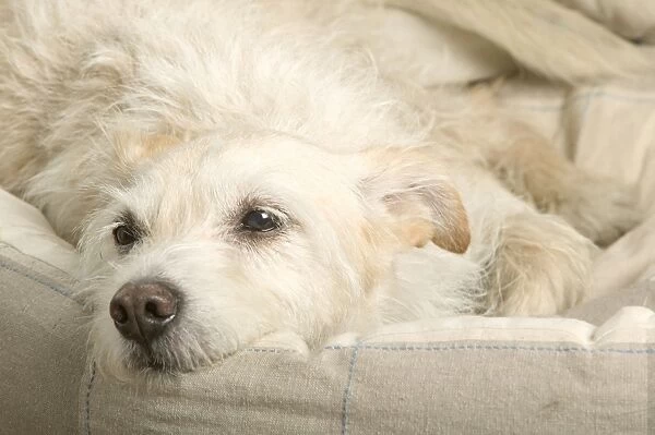 Dog - resting on sofa
