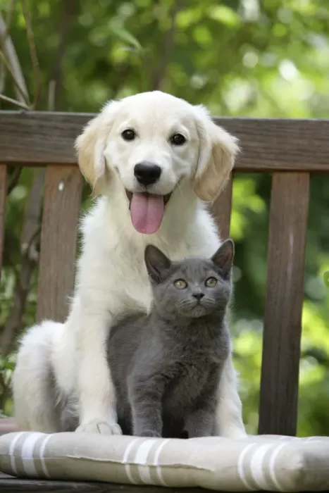 Framed Print : Dog - Retriever puppy sitting with grey kitten Framed Print : Dog - Retriever puppy sitting with grey kitten