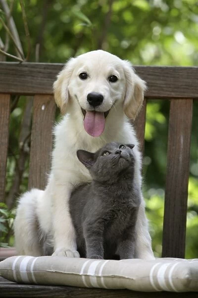 Dog - Retriever puppy sitting with grey kitten