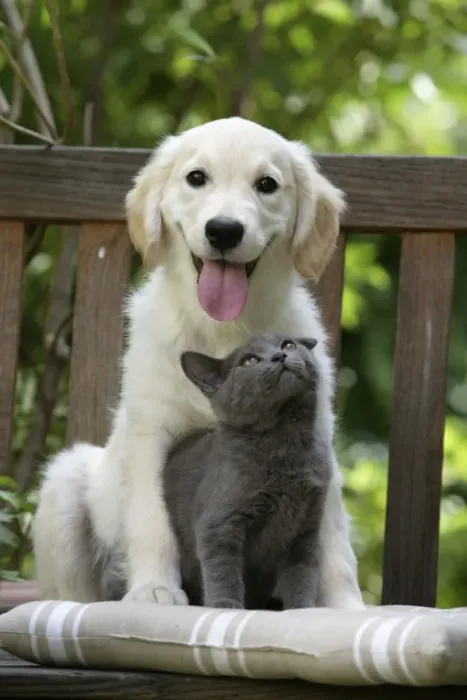Framed Print : Dog - Retriever puppy sitting with grey kitten Framed Print : Dog - Retriever puppy sitting with grey kitten