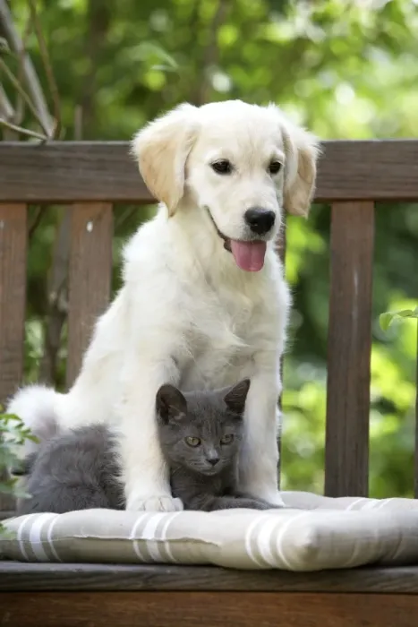 Framed Print : Dog - Retriever puppy sitting with grey kitten Framed Print : Dog - Retriever puppy sitting with grey kitten