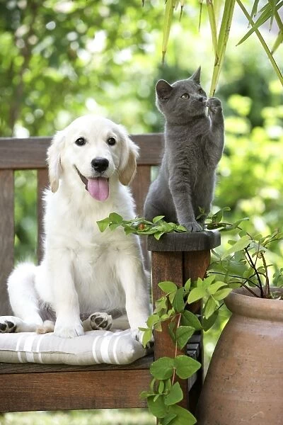 Dog - Retriever puppy sitting with grey kitten