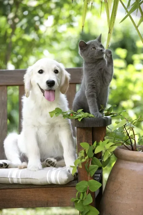 Framed Print : Dog - Retriever puppy sitting with grey kitten Framed Print : Dog - Retriever puppy sitting with grey kitten