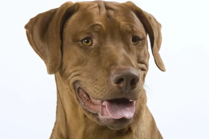 Framed Print : Dog - Rhodesian Ridgeback Framed Print : Dog - Rhodesian Ridgeback