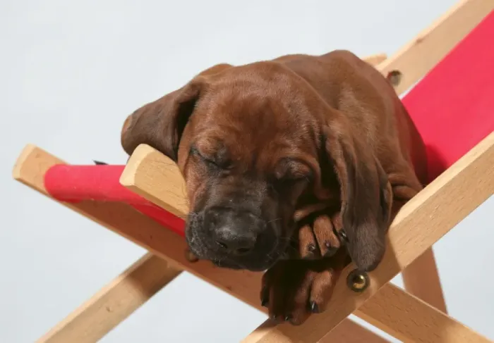 Framed Print : Dog - Rhodesian Ridgeback puppy asleep on deck chair Framed Print : Dog - Rhodesian Ridgeback puppy asleep on deck chair