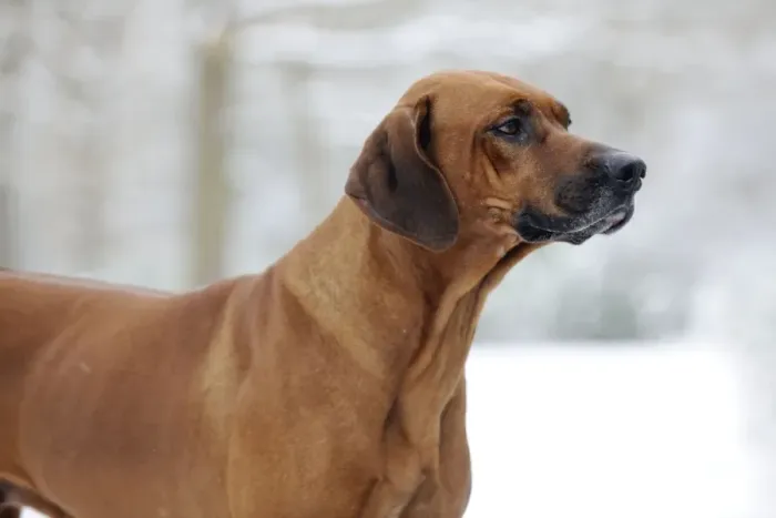 Framed Print : DOG - Rhodesian ridgeback in snow Framed Print : DOG - Rhodesian ridgeback in snow