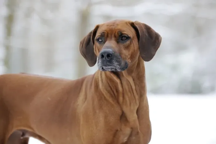 Framed Print : DOG - Rhodesian ridgeback in snow Framed Print : DOG - Rhodesian ridgeback in snow