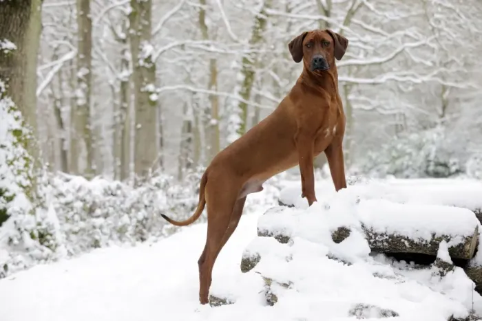 Framed Print : DOG - Rhodesian ridgeback on snow covered log pile Framed Print : DOG - Rhodesian ridgeback on snow covered log pile