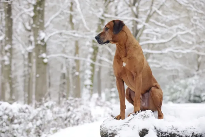 Framed Print : DOG - Rhodesian ridgeback on snow covered log pile Framed Print : DOG - Rhodesian ridgeback on snow covered log pile