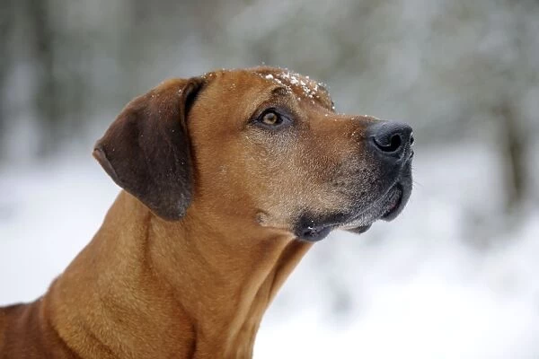 DOG - Rhodesian ridgeback with snow on its face (head shot)