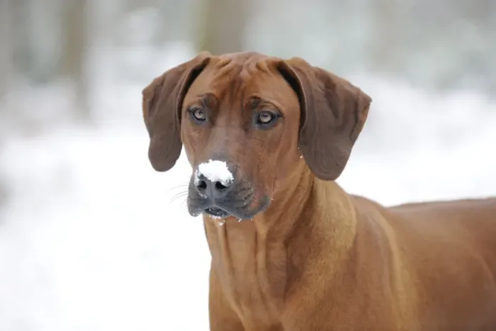 Framed Print : DOG - Rhodesian ridgeback with snow on its face (head shot)