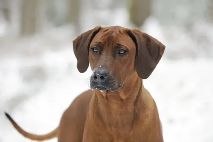 Framed Print : DOG - Rhodesian ridgeback in snow (head shot) Framed Print : DOG - Rhodesian ridgeback in snow (head shot)