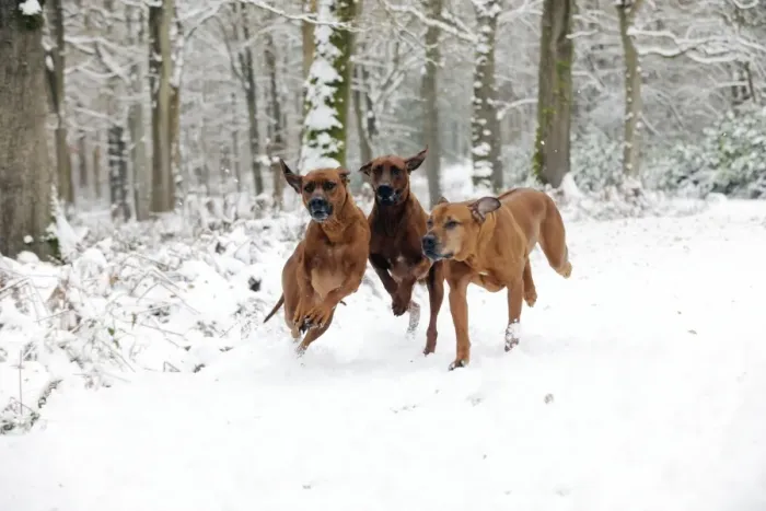 Framed Print : DOG - Rhodesian ridgebacks running through snow Framed Print : DOG - Rhodesian ridgebacks running through snow