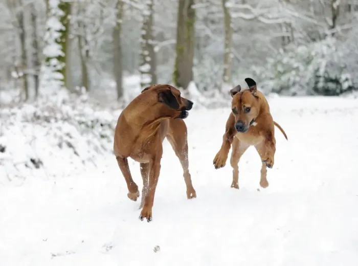 Framed Print : DOG - Rhodesian ridgebacks running through snow Framed Print : DOG - Rhodesian ridgebacks running through snow