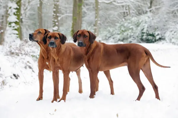 Rhodesian Ridgebacks in Snow Print Art Prints, Posters