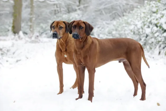 Framed Print : DOG - Rhodesian ridgebacks in snow Framed Print : DOG - Rhodesian ridgebacks in snow