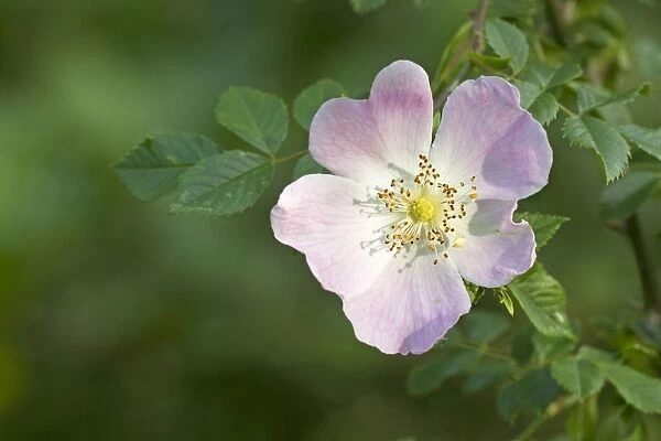 Dog Rose - flower - June - Cannock Chase - Staffordshire - England
