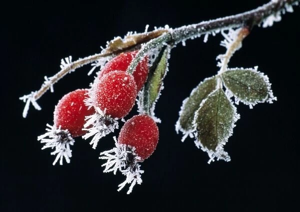 Dog Rose - Rose Hips covered in frost in winter