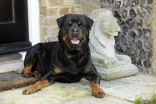 Dog. Rottweiler laying by door