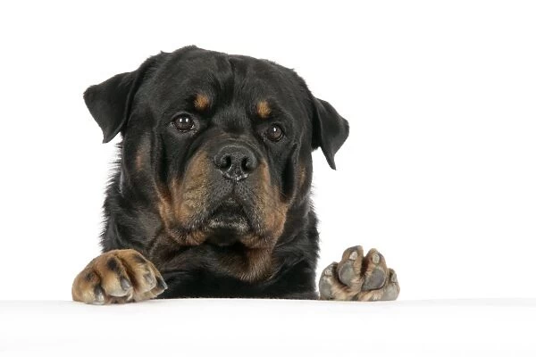 DOG. Rottweiler with paws over ledge