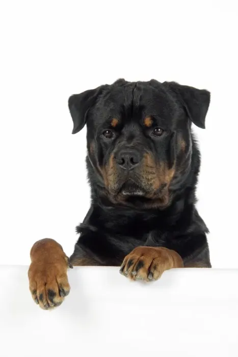 Framed Print : DOG. Rottweiler with paws over ledge Framed Print : DOG. Rottweiler with paws over ledge