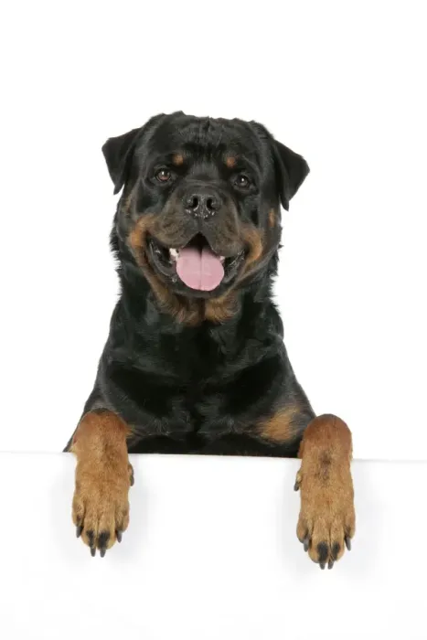 Framed Print : DOG. Rottweiler with paws over ledge Framed Print : DOG. Rottweiler with paws over ledge