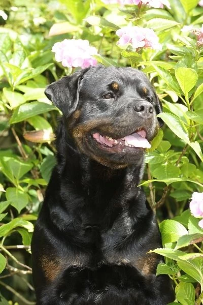 Dog - Rottweiler in front of pink flowers