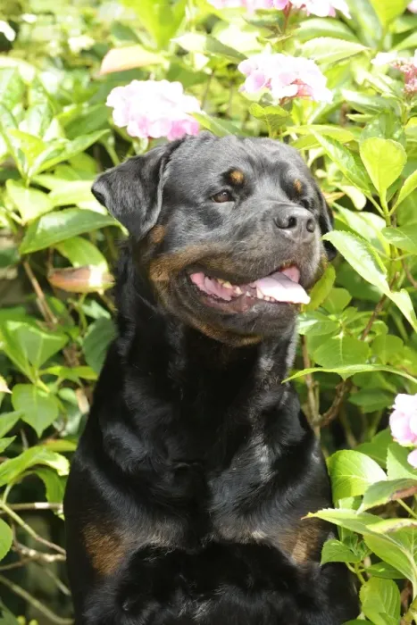 Framed Print : Dog - Rottweiler in front of pink flowers Framed Print : Dog - Rottweiler in front of pink flowers