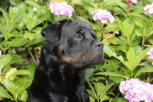 Dog - Rottweiler in front of pink flowers