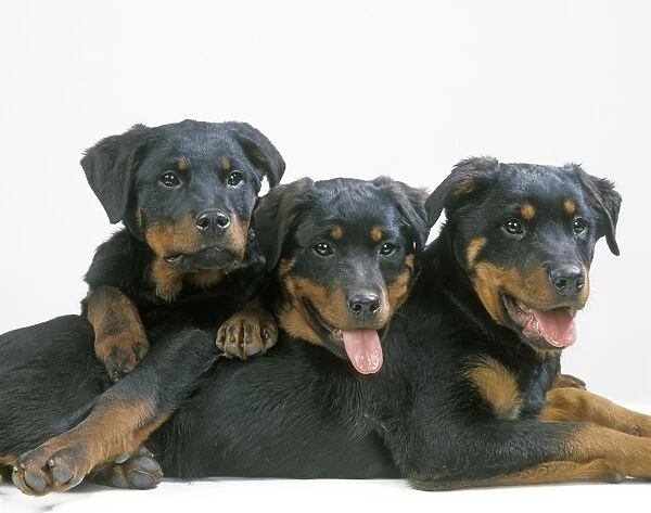 Dog - Rottweiler puppies