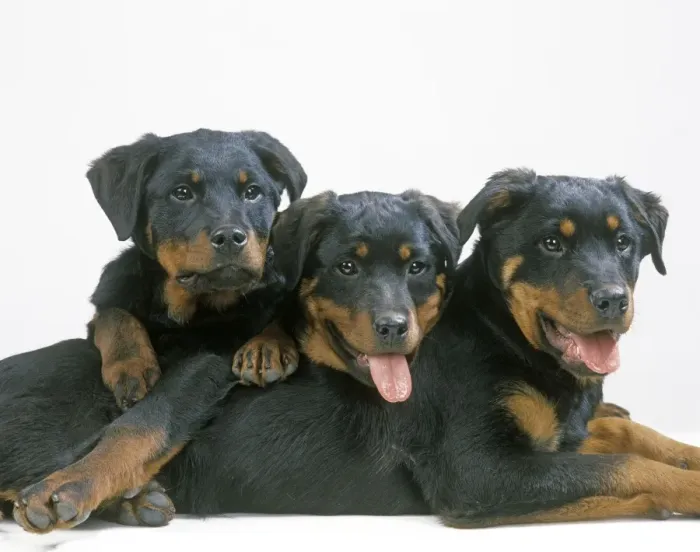 Framed Print : Dog - Rottweiler puppies Framed Print : Dog - Rottweiler puppies