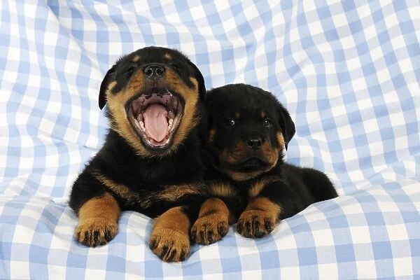 DOG. Rottweiler puppies laying together one of them yawning