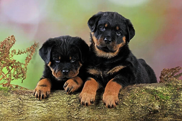 DOG. Rottweiler puppies looking over log