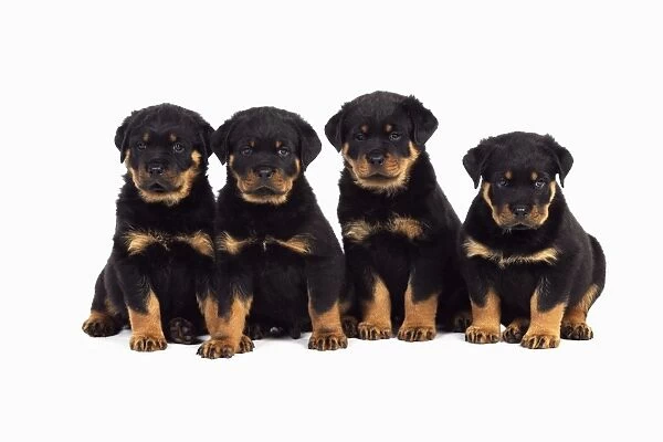 DOG. Rottweiler puppies sat in a row