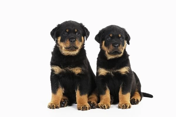 DOG. Rottweiler puppies sitting next to each other