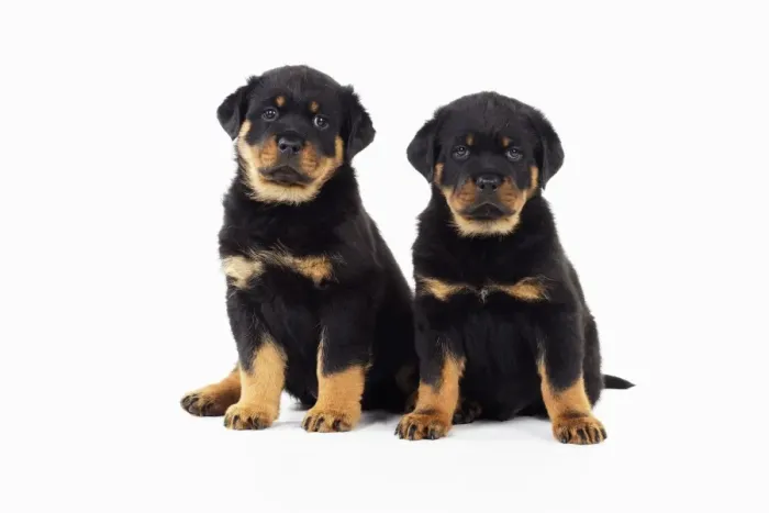Framed Print : DOG. Rottweiler puppies sitting next to each other