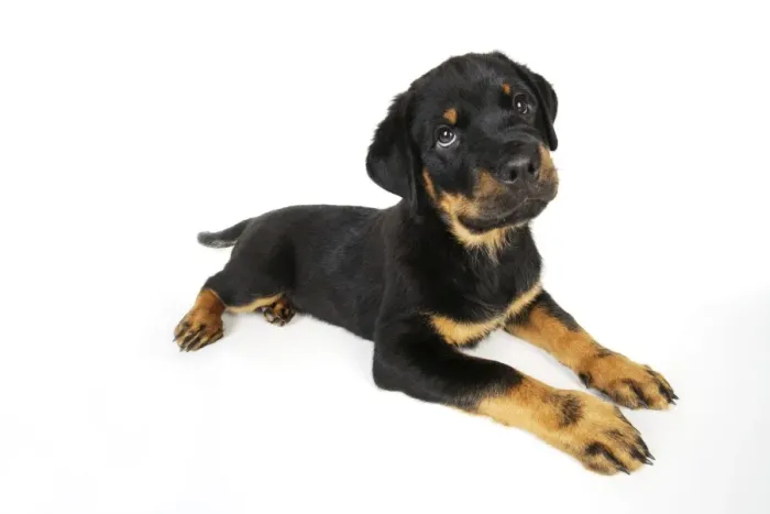 Framed Print : DOG. Rottweiler puppy laying down Framed Print : DOG. Rottweiler puppy laying down
