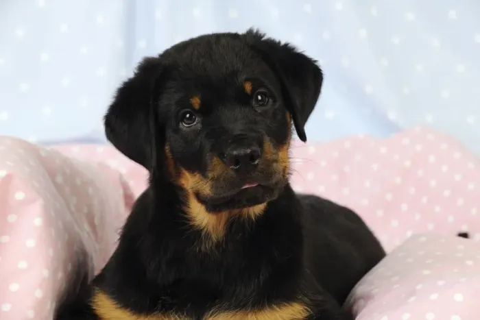 Framed Print : DOG. Rottweiler puppy laying down on blanket Framed Print : DOG. Rottweiler puppy laying down on blanket