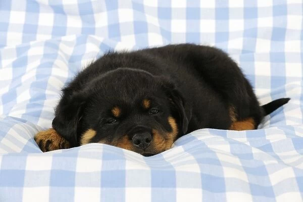 DOG. Rottweiler puppy laying down on blanket
