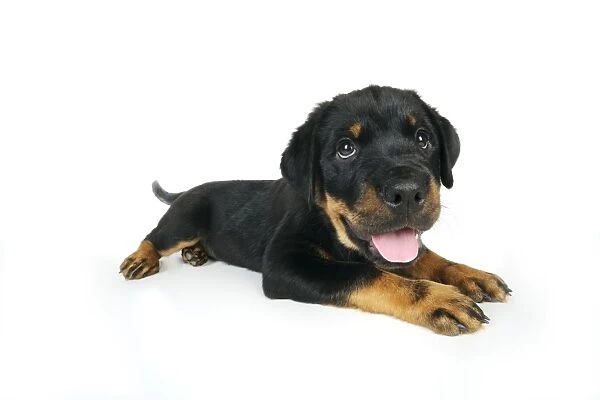 DOG. Rottweiler puppy laying down with tongue out