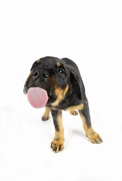 DOG. Rottweiler puppy licking screen