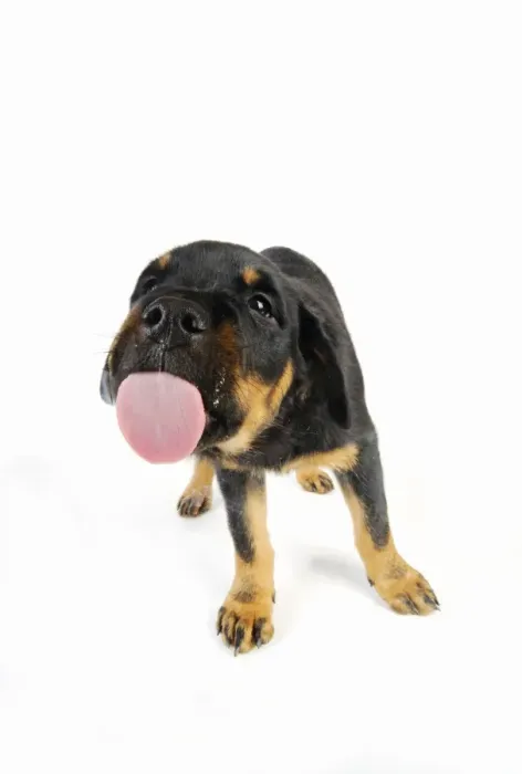 Framed Print : DOG. Rottweiler puppy licking screen Framed Print : DOG. Rottweiler puppy licking screen