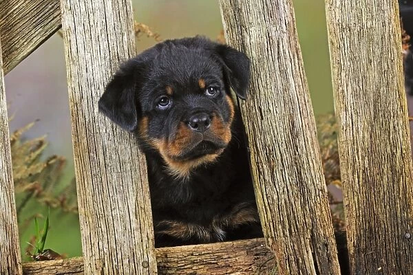 DOG. Rottweiler puppy looking through fence