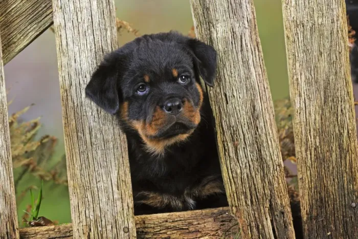 Framed Print : DOG. Rottweiler puppy looking through fence Framed Print : DOG. Rottweiler puppy looking through fence