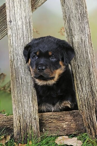 DOG. Rottweiler puppy looking through fence