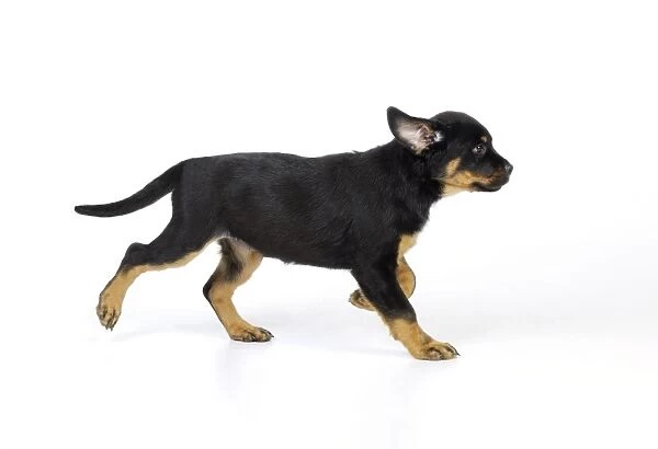 DOG. Rottweiler puppy running
